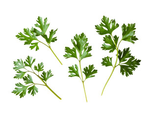 fresh parsley sprigs isolated on white background