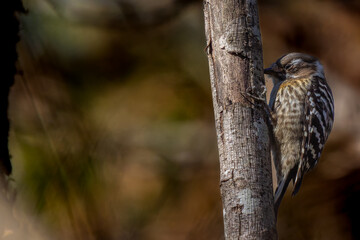 枝にとまるコゲラ