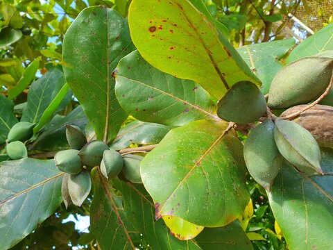 ketapang fruit is oval, green, and later turns brown.