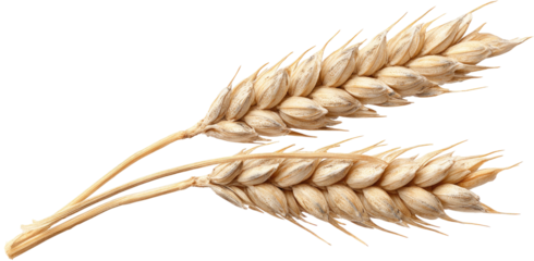 Two wheat ears, light beige color, detailed structure