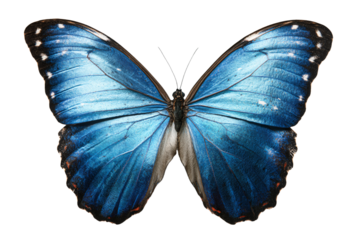 a blue butterfly with black spots on its wings