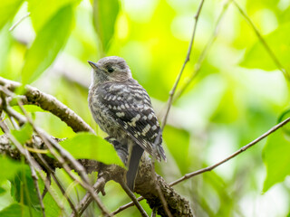 枝にとまるコゲラ