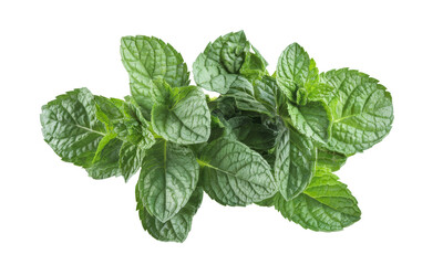 fresh mint leaves on white background