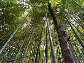 荘厳な雰囲気の竹林と木漏れ日