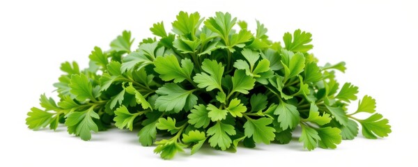 Obraz premium Fresh vibrant green parsley herb with detailed leaves isolated on white background ideal for cooking and culinary ingredients