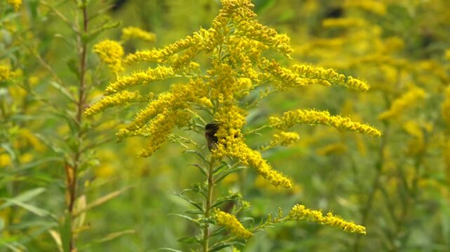 Bumblebee and honeybee gathers pollen on bright yellow goldenrod flower.