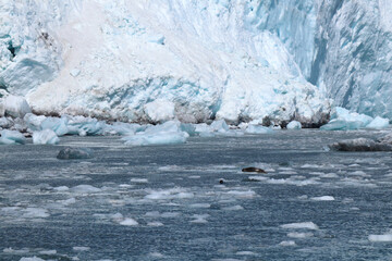 Seals by Aialik Glacier
