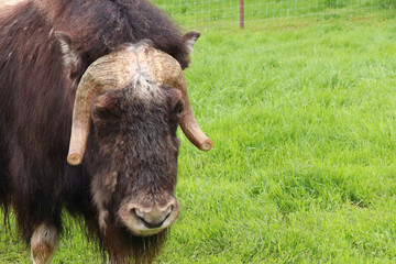 Close up of a Musk Ox