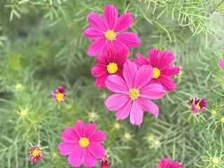 Obraz premium Vibrant Pink Cosmos Flowers in Full Bloom with Lush Green Foliage