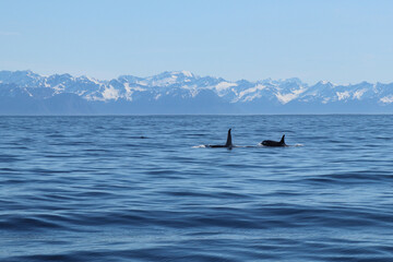 Naklejka premium Orca Whales in Resurrection Bay
