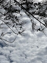 Low-angle view of an aircraft flying above tree branches against a cloudy sky, perfect for aviation, travel, or outdoor themes.