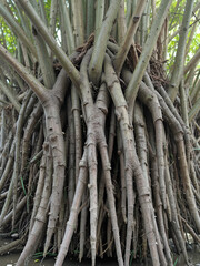 Pencil roots of Avicennia officinalis or Black Mangrove.