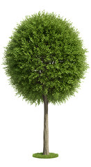 Beautiful topiary tree adds a touch of class to landscape designs and architectural renderings