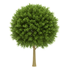 Perfectly manicured topiary tree, ideal for elegant garden design or landscaping projects with green leaves