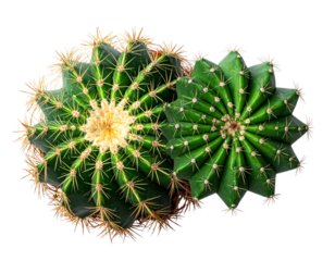 air of Desert Cactus Plants in Minimal Style