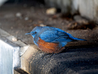 地面を歩くイソヒヨドリ