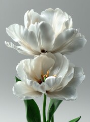 Obraz premium Double White Blooms