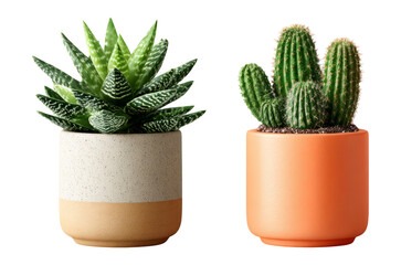 Two Distinct Potted Succulent Plants in Minimalist Style with Transparent Background