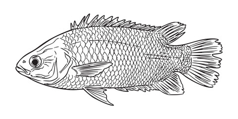 Bangladeshi Koi fish vector illustration in white background.