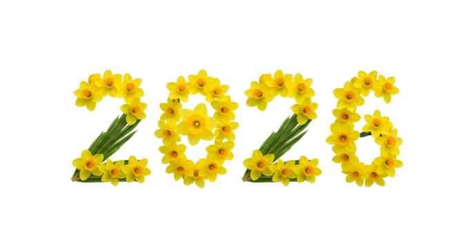 2026 numbers made of bright yellow daffodil flowers with green stems on white background, spring or new year concept, perfect for seasonal greetings