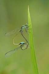 An intimate macro shot shows two green damselflies mating on a blade of grass. Their bodies form a heart shape, a behavior known as a 