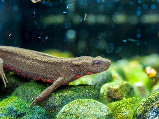 アカハライモリ