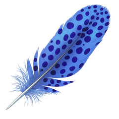 Blue Spotted Feather, isolated on transparent background

