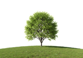 Beautiful solitary tree on a vibrant grassy hill, perfect for nature scenes or landscape designs and calming backgrounds