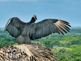 A black Mexican Vulture, Coragyps atratus,takes in the view over the vast tropical jungle with outstretched wings on top of the Acropolis at the Mayan site of Ek Balam,near Valladolid,Yucatan,Mexico