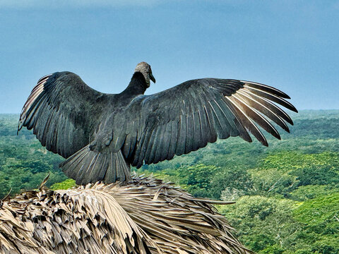 A black Mexican Vulture, Coragyps atratus,takes in the view over the vast tropical jungle with outstretched wings on top of the Acropolis at the Mayan site of Ek Balam,near Valladolid,Yucatan,Mexico