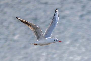 水辺を飛ぶユリカモメ