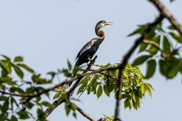 Heron (1)