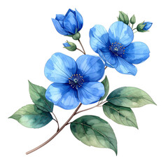 Fototapeta premium Azure Floral Elegance Isolated On White Background: A captivating watercolor illustration showcases delicate blue blossoms. This artistic image evokes serenity and the timeless beauty of nature.