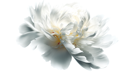 Close-up of a pristine white peony