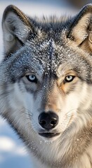 Fototapeta premium Close-up of a gray wolf covered in frost, showcasing its intense gaze and detailed fur texture in a winter landscape.