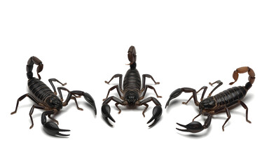 Fototapeta premium Three black scorpions isolated on white background, showcasing their claws and tails in a studio shot