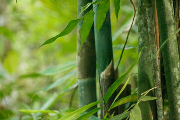 Green trunks of dense bamboo forest. Green Bamboo Stalks Surrounded by Lush Foliage in a Natural...