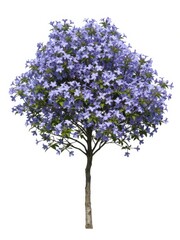 Obraz premium Blooming purple flowering tree botanical garden plant photography outdoor setting elevated view nature's beauty