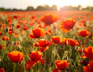 Fototapeta premium Vibrant poppy field at sunset (2)