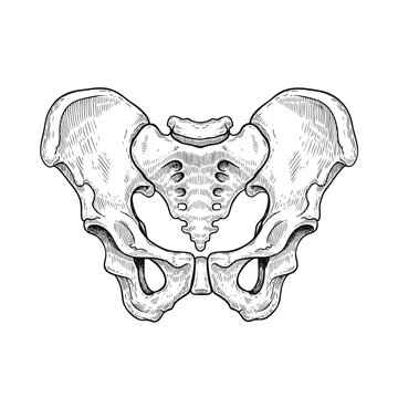 Anatomical handdrawn illustration of the human pelvis bone structure.