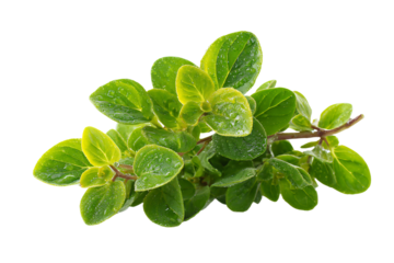 a green plant with water droplets on it