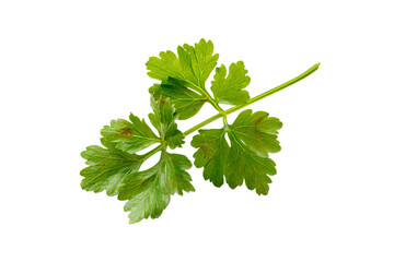 a green leafy plant on a white background