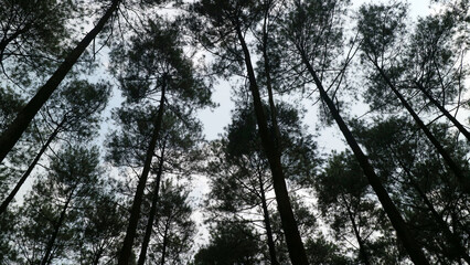 Tall Pine Trees Against Cloudy Sky
