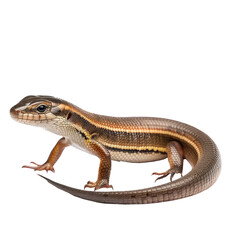 Fototapeta premium A brown and yellow skink with a transparent background.