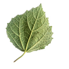 green leaf isolated on white