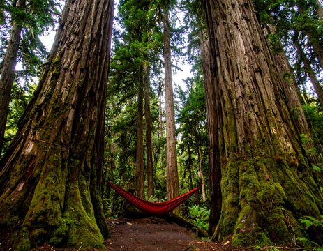Red hammock nestled between moss-covered ancient trees in a lush forest
