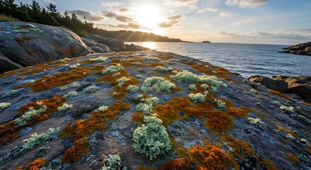 Colorful lichens on coastal rock, natural texture highlighting resilience and beauty in seaside landscape.