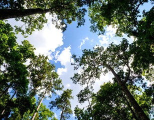 Looking up at a dense forest canopy