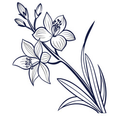 disa on white background 