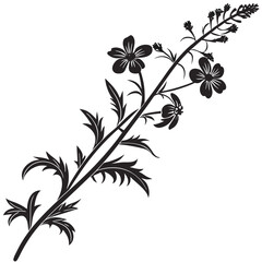 black and white diascia personata